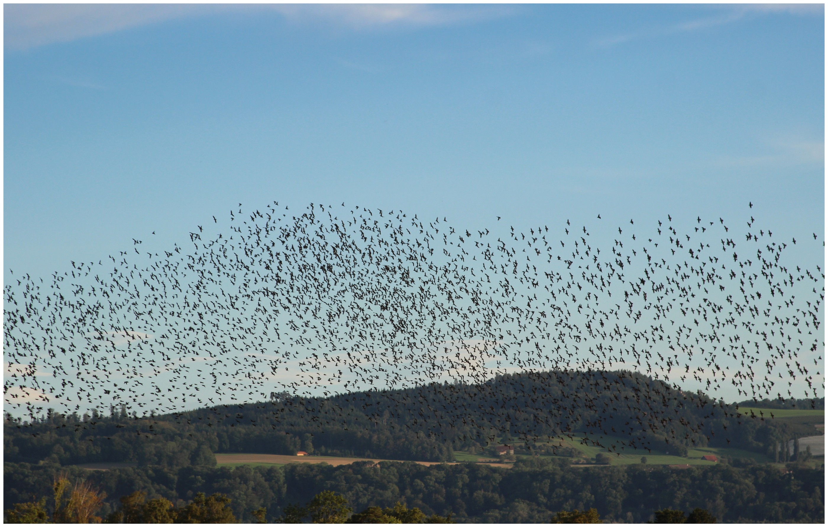 Essaim d'oiseau suisse